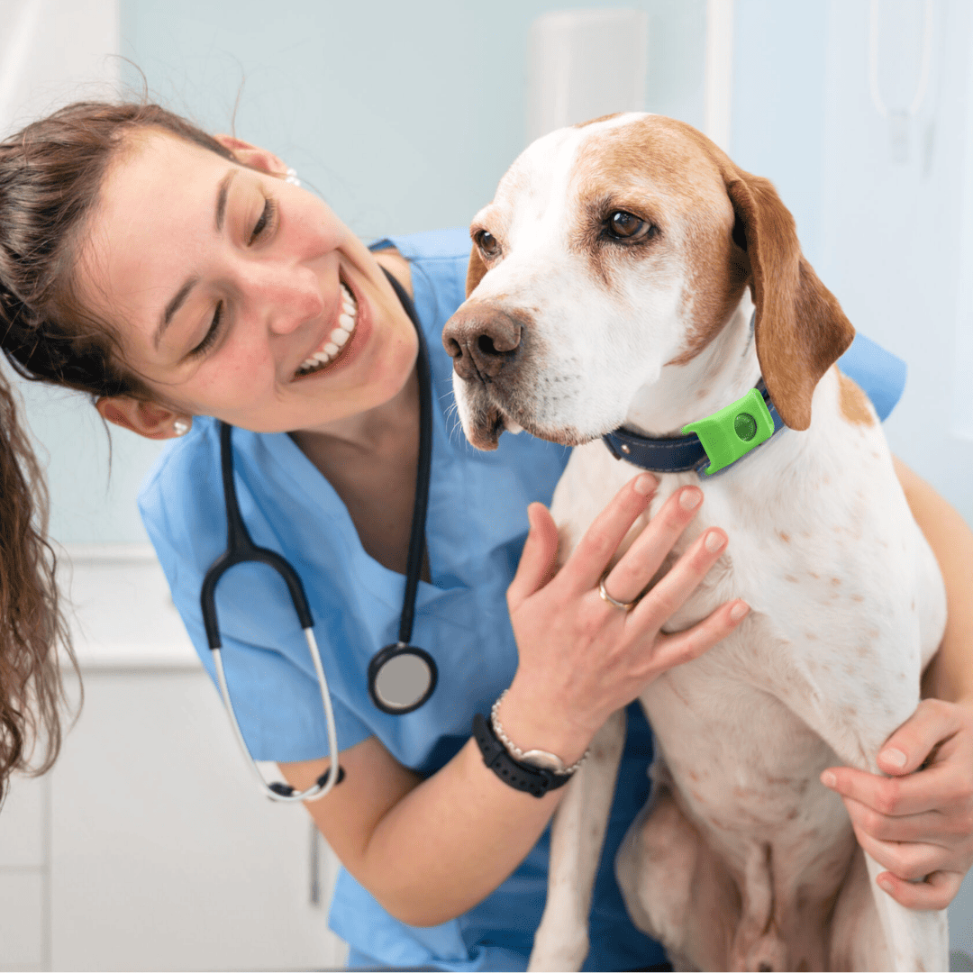 Nexo™ Tag – Natural Flea and Tick Defense for 12 Months