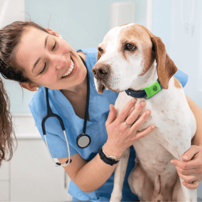 Nexo™ Tag – Natural Flea and Tick Defense for 12 Months