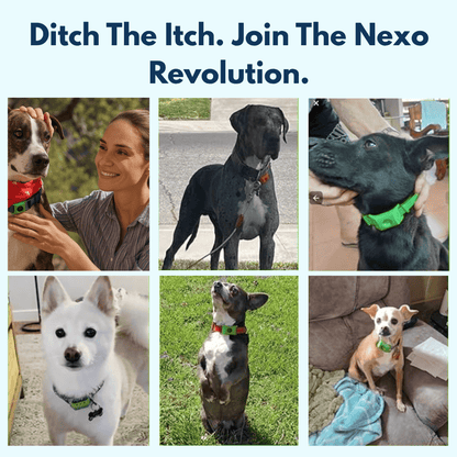 Nexo™ Tag – Natural Flea and Tick Defense for 12 Months