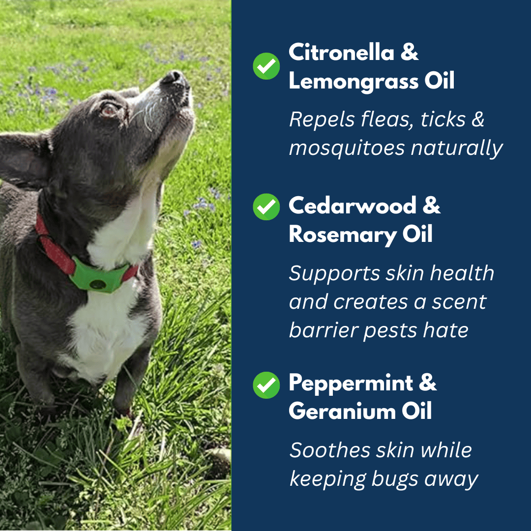 Nexo™ Tag – Natural Flea and Tick Defense for 12 Months